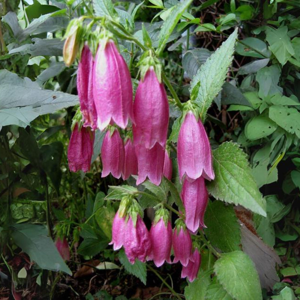 20s| Campanula punctata 'Cherry Bells' Seeds – Heirloom, Non-GMO, Easy to Grow Perennial, Perfect for Borders, Rock Gardens, Cottage Gardens, and Pollinator-Friendly Landscapes#8058