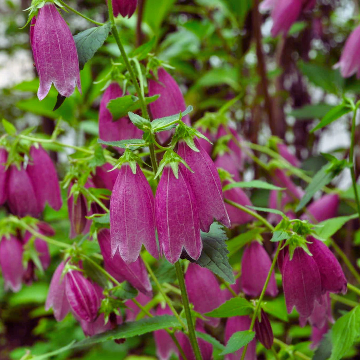 20s| Campanula punctata 'Cherry Bells' Seeds – Heirloom, Non-GMO, Easy to Grow Perennial, Perfect for Borders, Rock Gardens, Cottage Gardens, and Pollinator-Friendly Landscapes#8058