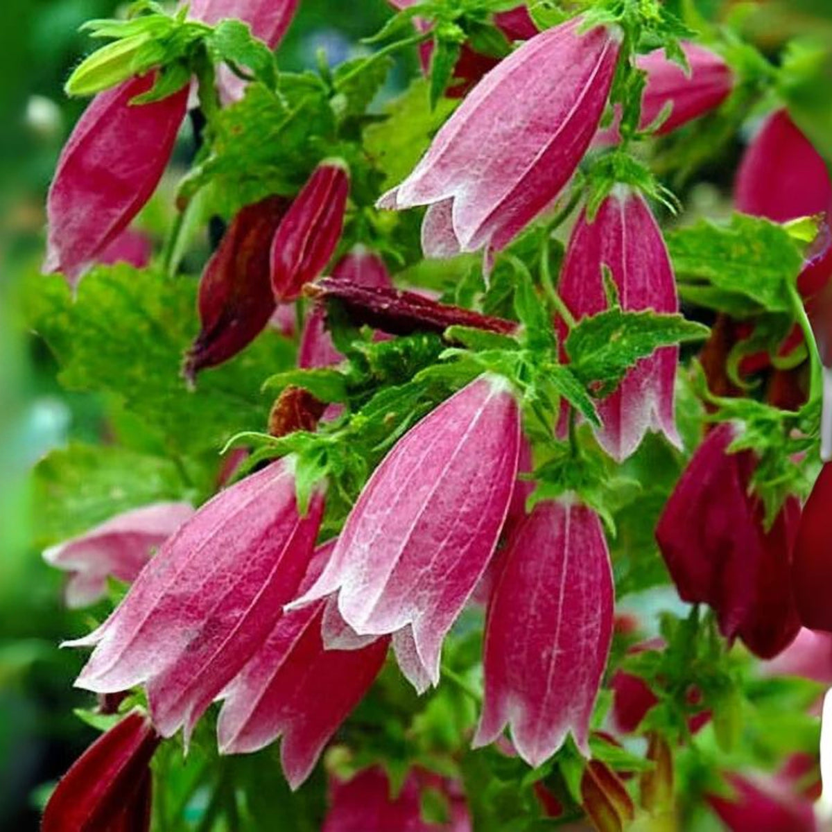 20s| Campanula punctata 'Cherry Bells' Seeds – Heirloom, Non-GMO, Easy to Grow Perennial, Perfect for Borders, Rock Gardens, Cottage Gardens, and Pollinator-Friendly Landscapes#8058