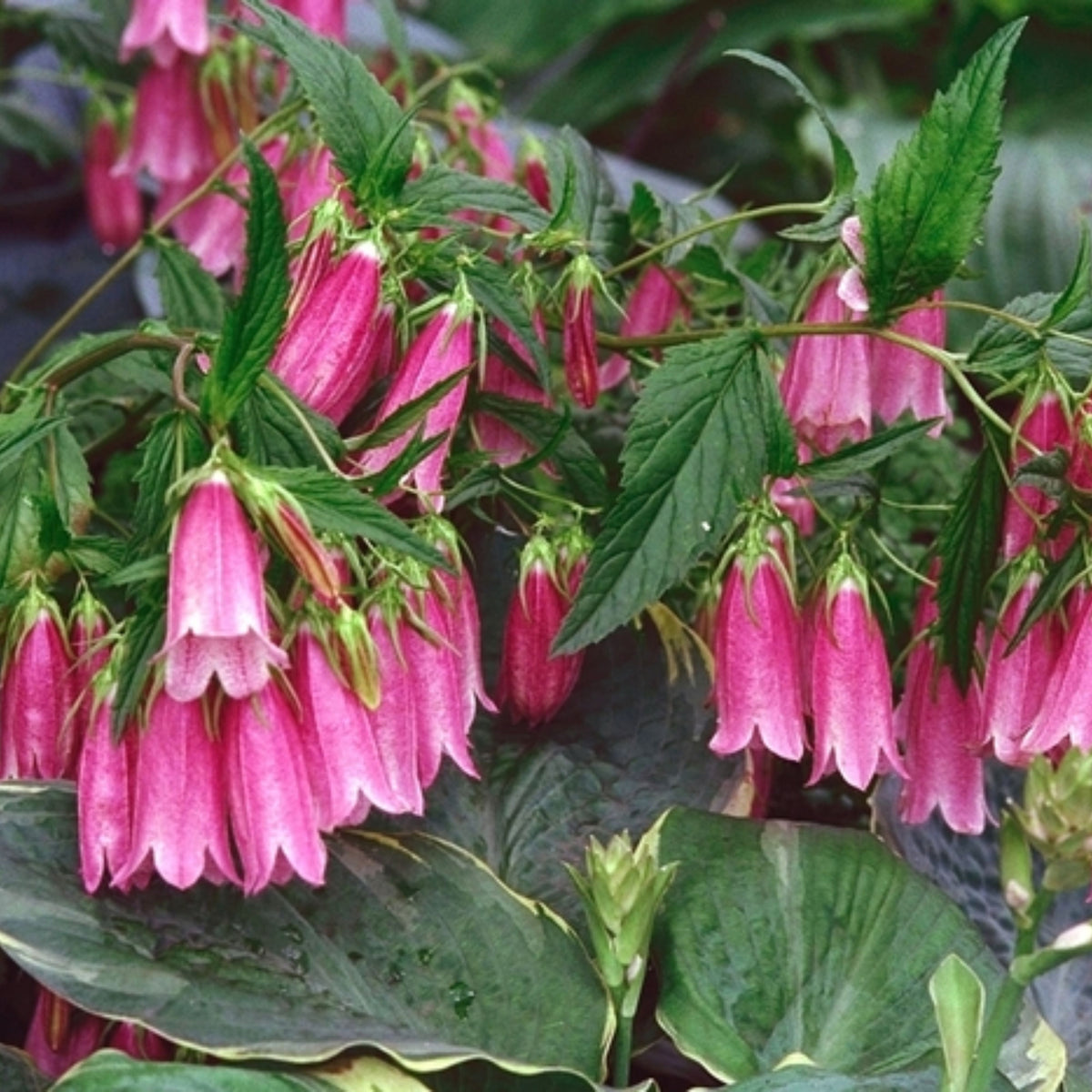 20s| Campanula punctata 'Cherry Bells' Seeds – Heirloom, Non-GMO, Easy to Grow Perennial, Perfect for Borders, Rock Gardens, Cottage Gardens, and Pollinator-Friendly Landscapes#8058