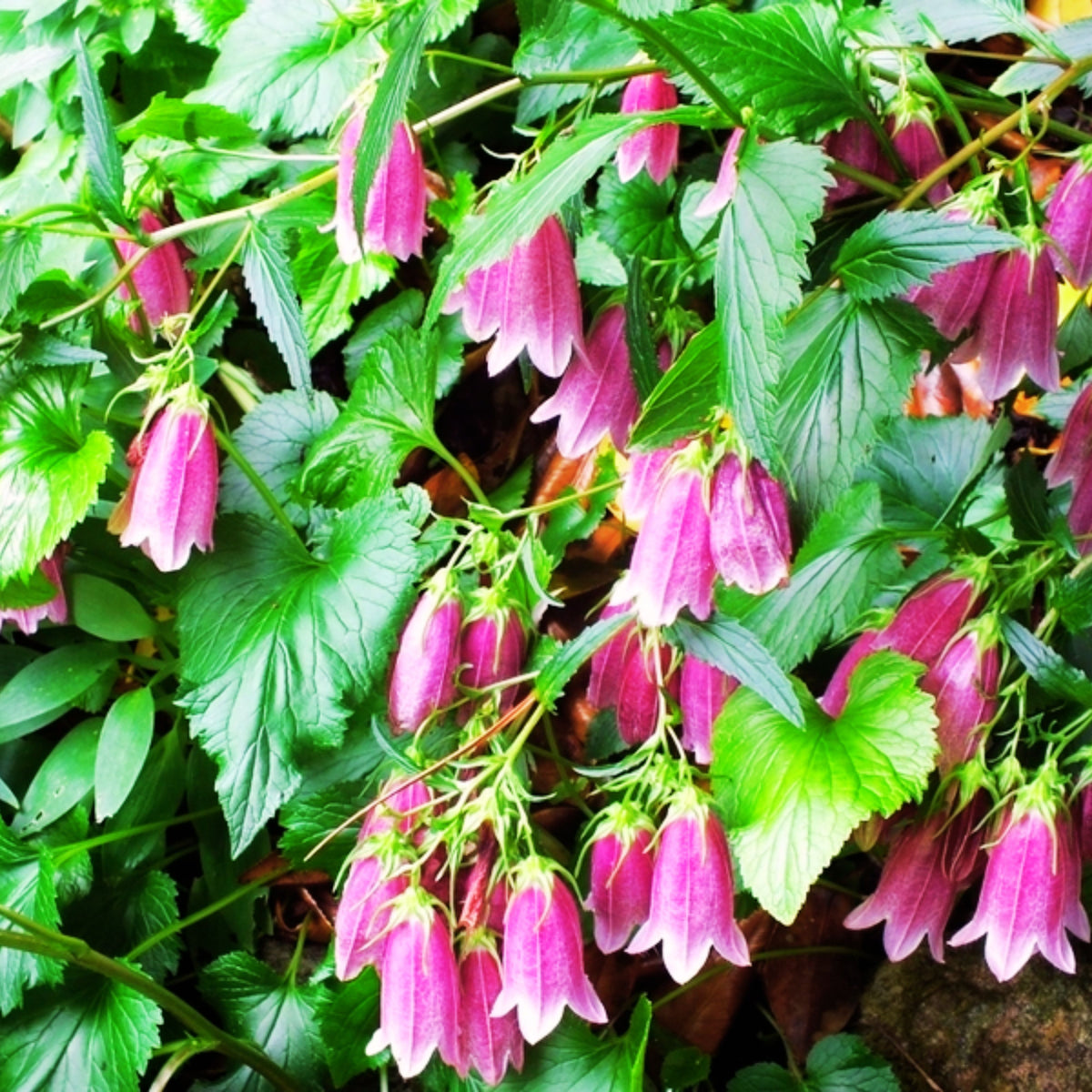 20s| Campanula punctata 'Cherry Bells' Seeds – Heirloom, Non-GMO, Easy to Grow Perennial, Perfect for Borders, Rock Gardens, Cottage Gardens, and Pollinator-Friendly Landscapes#8058