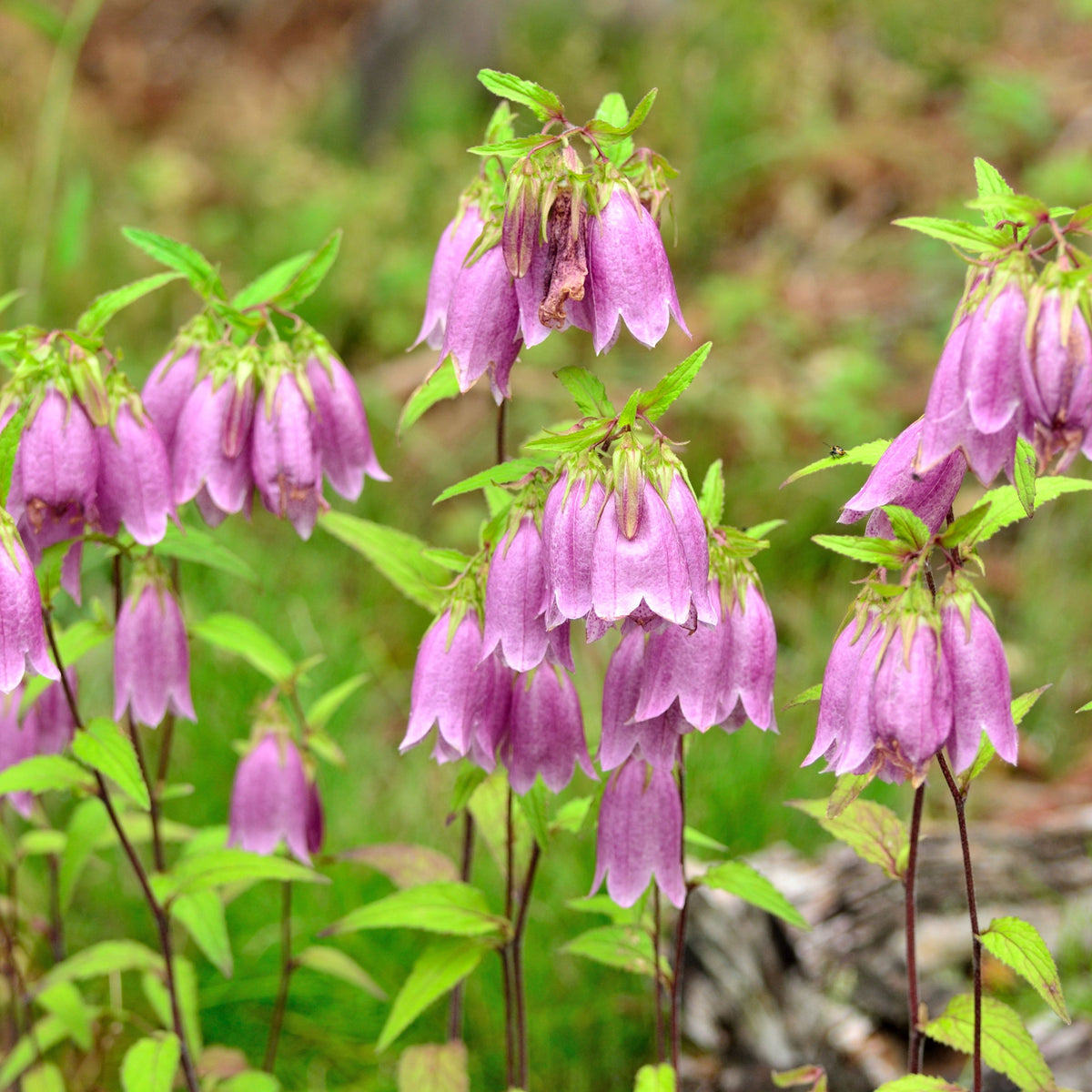 20s| Campanula punctata 'Cherry Bells' Seeds – Heirloom, Non-GMO, Easy to Grow Perennial, Perfect for Borders, Rock Gardens, Cottage Gardens, and Pollinator-Friendly Landscapes#8058