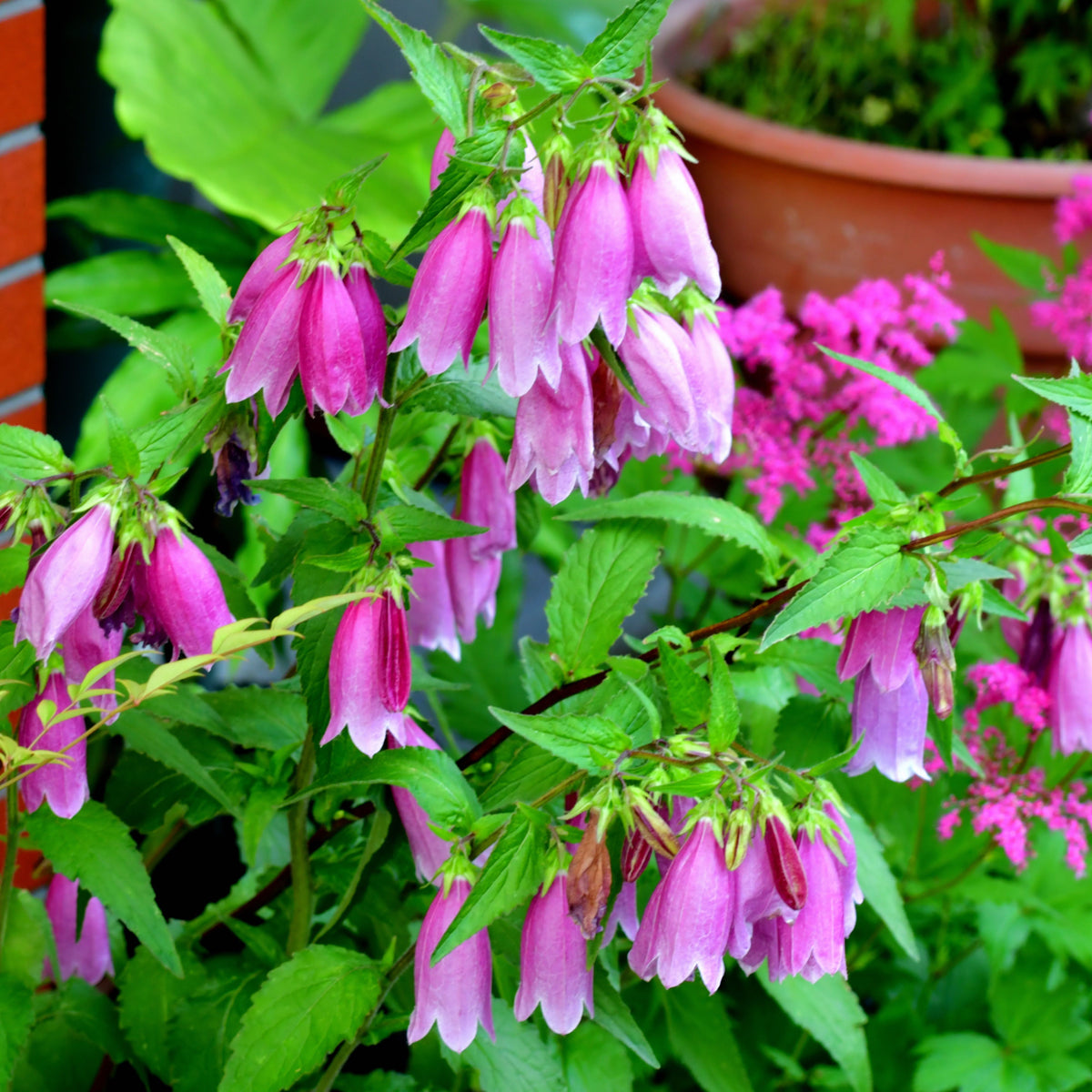 20s| Campanula punctata 'Cherry Bells' Seeds – Heirloom, Non-GMO, Easy to Grow Perennial, Perfect for Borders, Rock Gardens, Cottage Gardens, and Pollinator-Friendly Landscapes#8058