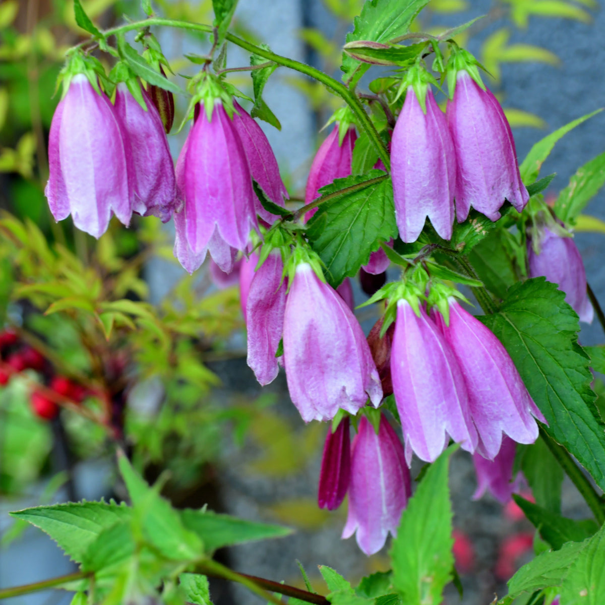 20s| Campanula punctata 'Cherry Bells' Seeds – Heirloom, Non-GMO, Easy to Grow Perennial, Perfect for Borders, Rock Gardens, Cottage Gardens, and Pollinator-Friendly Landscapes#8058