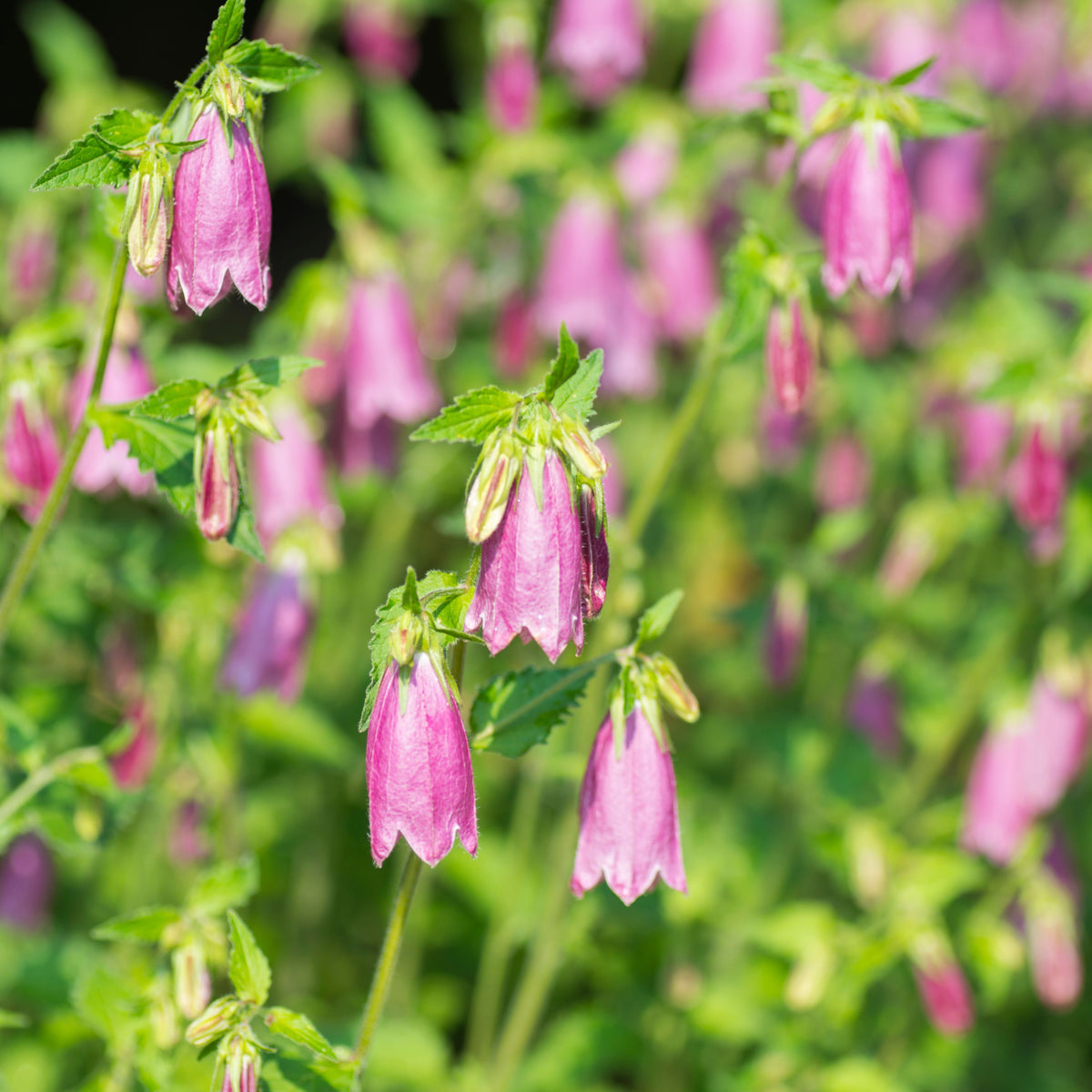 20s| Campanula punctata 'Cherry Bells' Seeds – Heirloom, Non-GMO, Easy to Grow Perennial, Perfect for Borders, Rock Gardens, Cottage Gardens, and Pollinator-Friendly Landscapes#8058