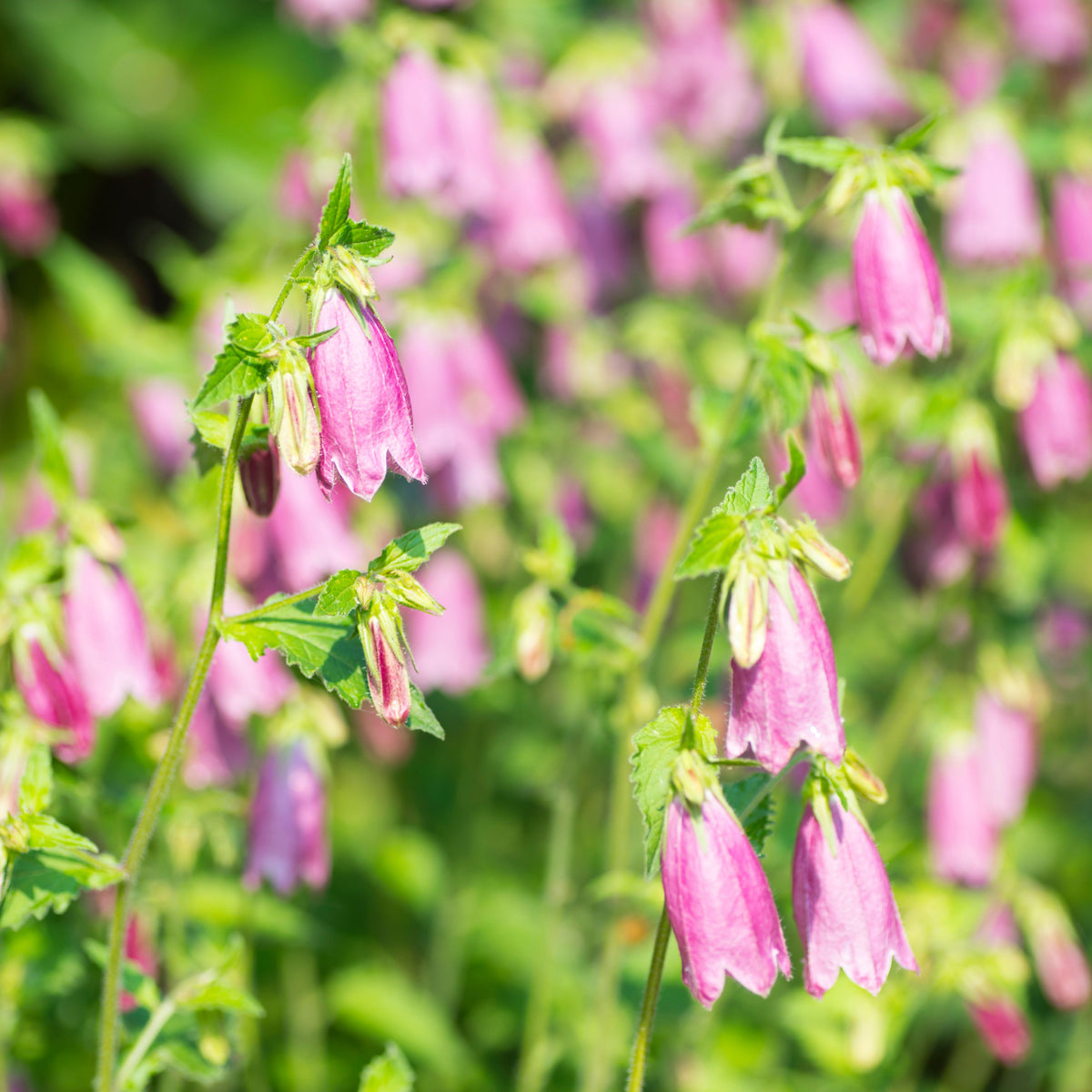 20s| Campanula punctata 'Cherry Bells' Seeds – Heirloom, Non-GMO, Easy to Grow Perennial, Perfect for Borders, Rock Gardens, Cottage Gardens, and Pollinator-Friendly Landscapes#8058
