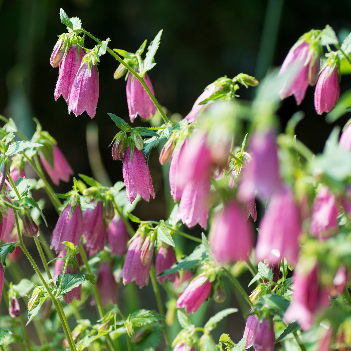 20s| Campanula punctata 'Cherry Bells' Seeds – Heirloom, Non-GMO, Easy to Grow Perennial, Perfect for Borders, Rock Gardens, Cottage Gardens, and Pollinator-Friendly Landscapes#8058