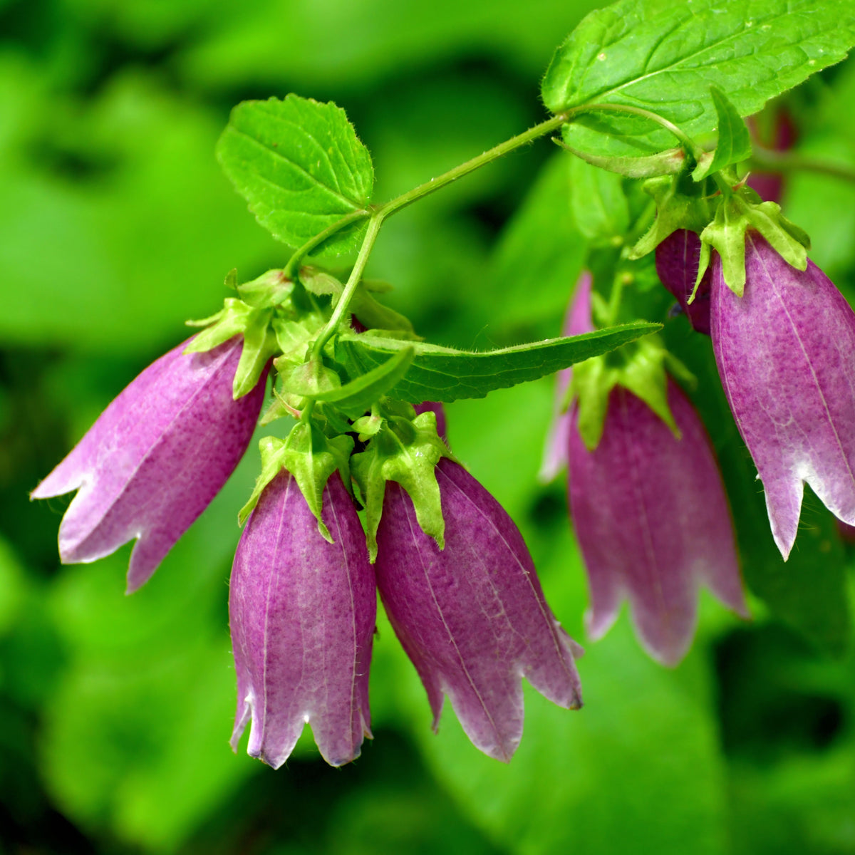 20s| Campanula punctata 'Cherry Bells' Seeds – Heirloom, Non-GMO, Easy to Grow Perennial, Perfect for Borders, Rock Gardens, Cottage Gardens, and Pollinator-Friendly Landscapes#8058