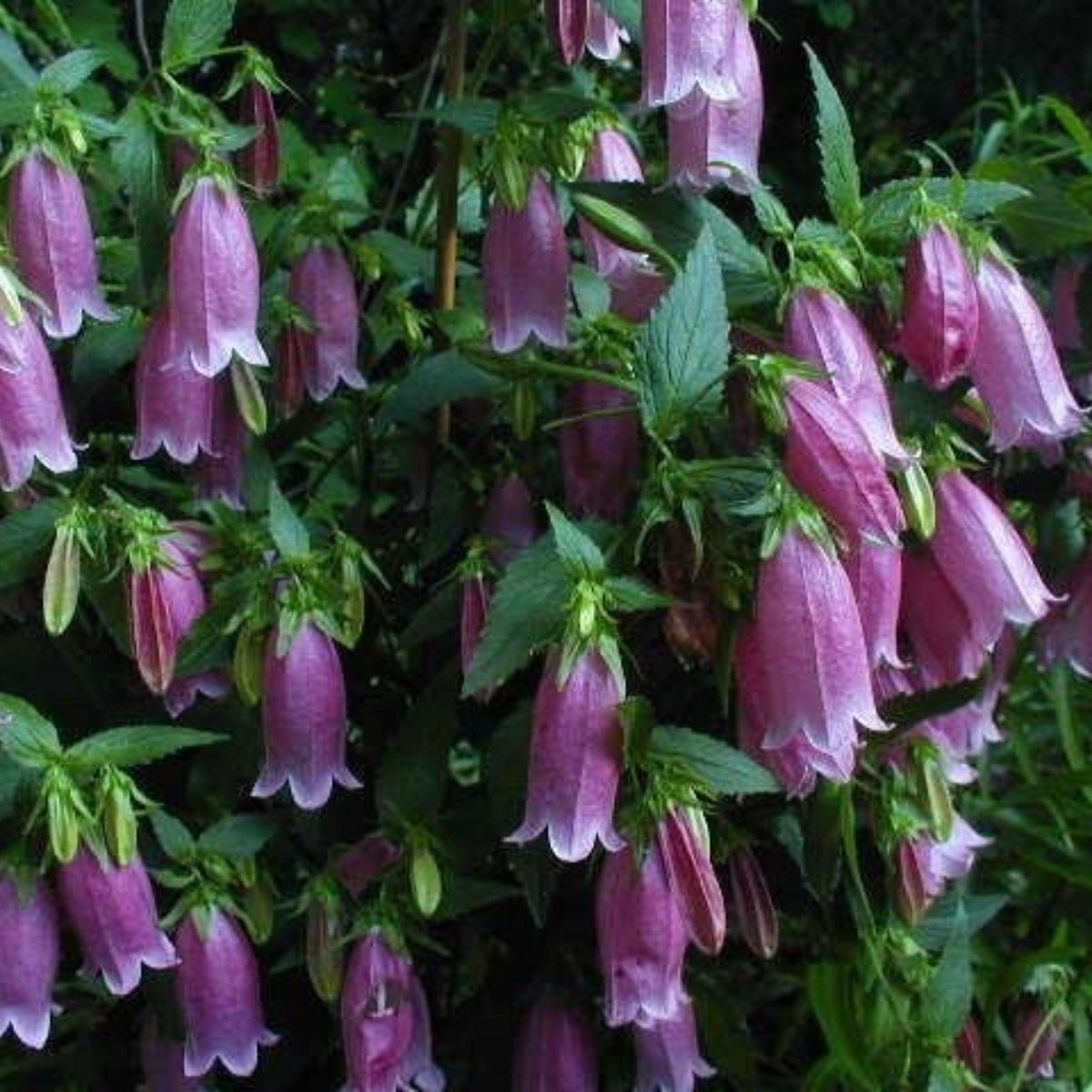 20s| Campanula punctata 'Cherry Bells' Seeds – Heirloom, Non-GMO, Easy to Grow Perennial, Perfect for Borders, Rock Gardens, Cottage Gardens, and Pollinator-Friendly Landscapes#8058