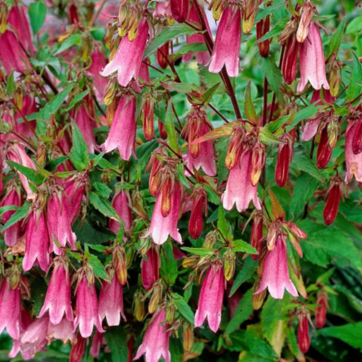 20s| Campanula punctata 'Cherry Bells' Seeds – Heirloom, Non-GMO, Easy to Grow Perennial, Perfect for Borders, Rock Gardens, Cottage Gardens, and Pollinator-Friendly Landscapes#8058