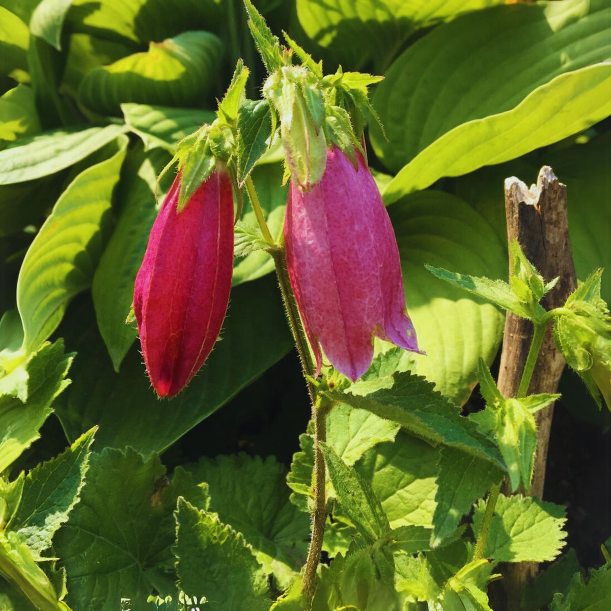 20s| Campanula punctata 'Cherry Bells' Seeds – Heirloom, Non-GMO, Easy to Grow Perennial, Perfect for Borders, Rock Gardens, Cottage Gardens, and Pollinator-Friendly Landscapes#8058