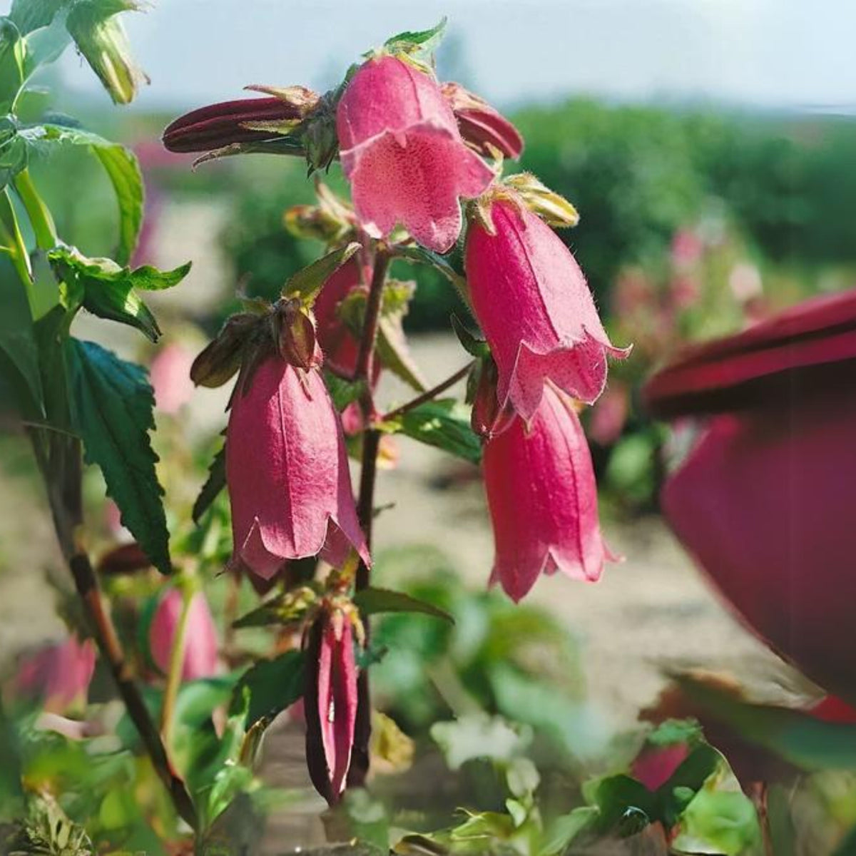 20s| Campanula punctata 'Cherry Bells' Seeds – Heirloom, Non-GMO, Easy to Grow Perennial, Perfect for Borders, Rock Gardens, Cottage Gardens, and Pollinator-Friendly Landscapes#8058