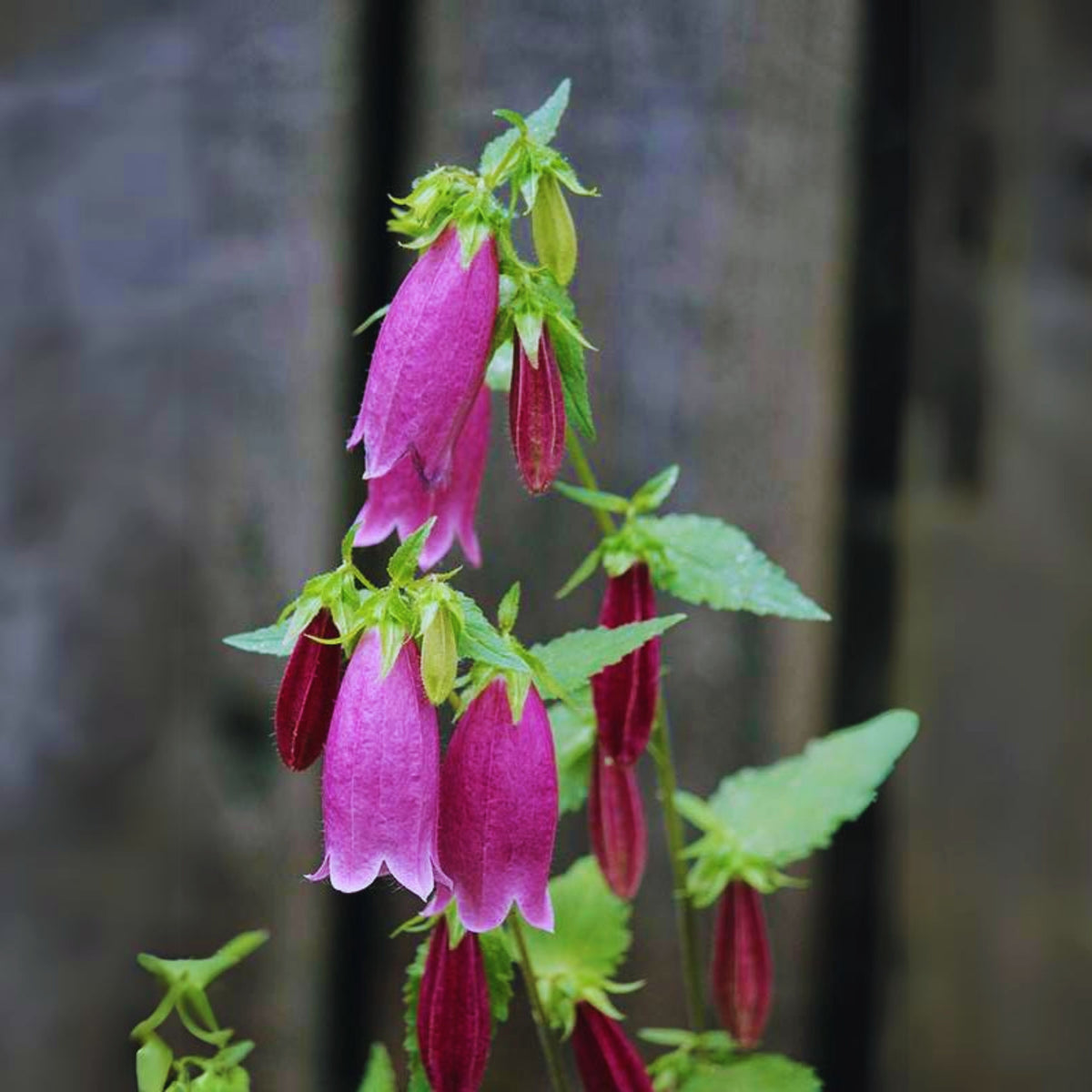 20s| Campanula punctata 'Cherry Bells' Seeds – Heirloom, Non-GMO, Easy to Grow Perennial, Perfect for Borders, Rock Gardens, Cottage Gardens, and Pollinator-Friendly Landscapes#8058