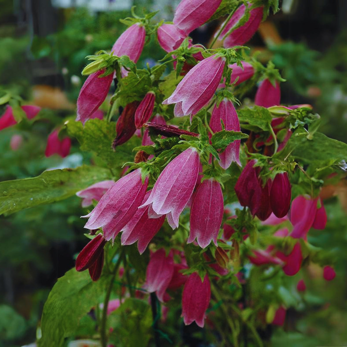 20s| Campanula punctata 'Cherry Bells' Seeds – Heirloom, Non-GMO, Easy to Grow Perennial, Perfect for Borders, Rock Gardens, Cottage Gardens, and Pollinator-Friendly Landscapes#8058