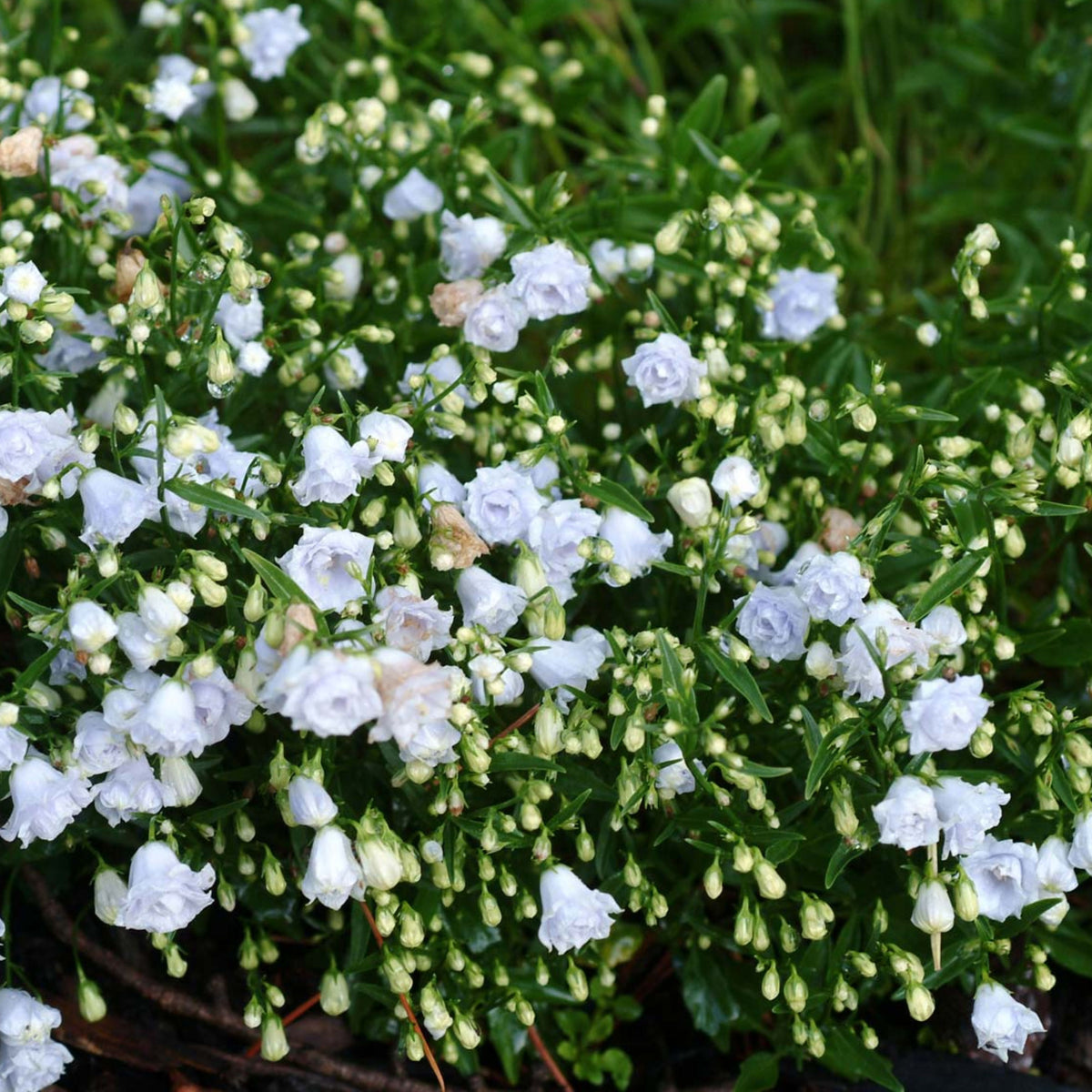 20s| Campanula persicifolia 'Alba - Bellflowers Seeds – Heirloom, Non-GMO, Easy to Grow Perennial, Perfect for Borders, Rock Gardens, Cottage Gardens, and Pollinator-Friendly Landscapes#8059