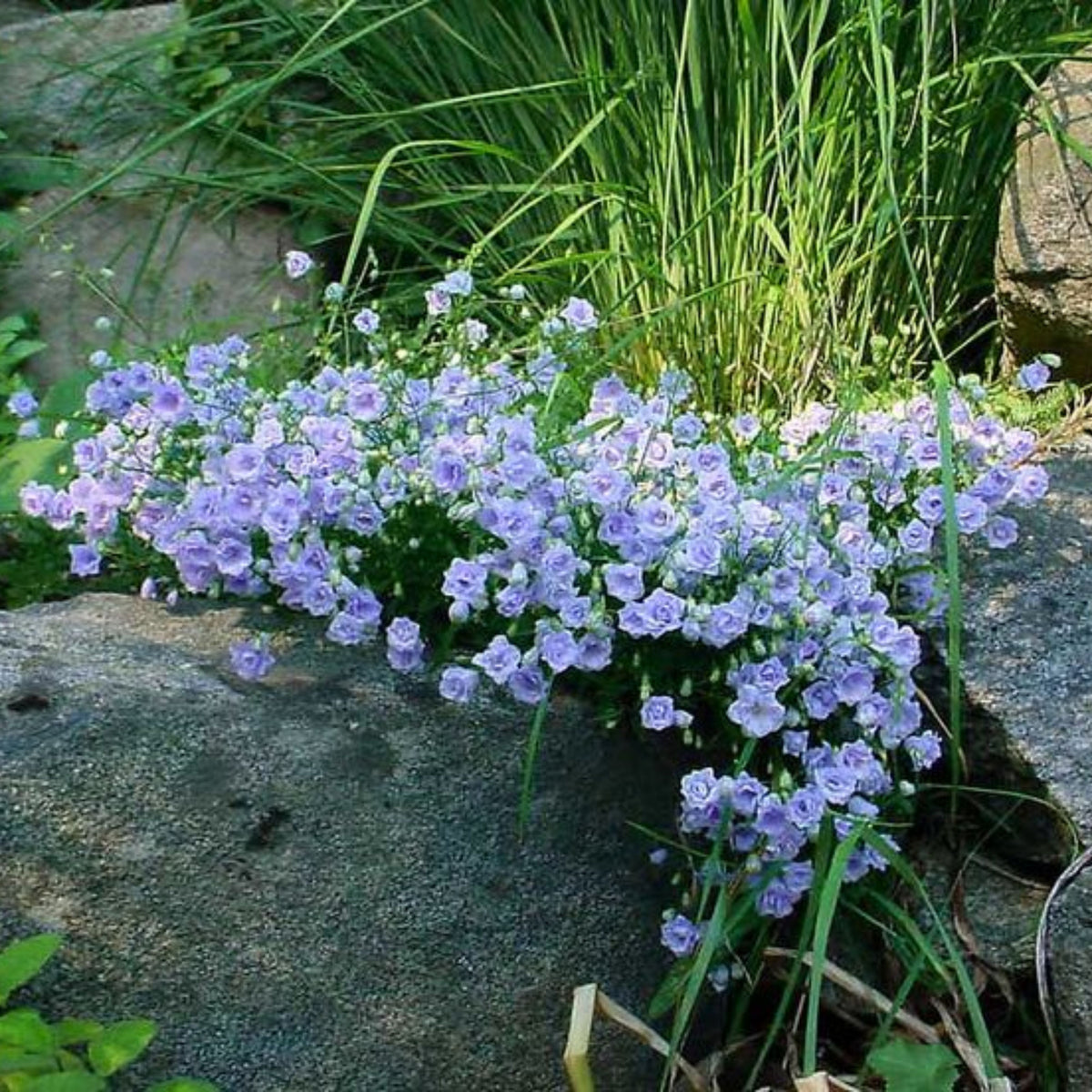 20s| Campanula persicifolia 'Alba - Bellflowers Seeds – Heirloom, Non-GMO, Easy to Grow Perennial, Perfect for Borders, Rock Gardens, Cottage Gardens, and Pollinator-Friendly Landscapes#8059