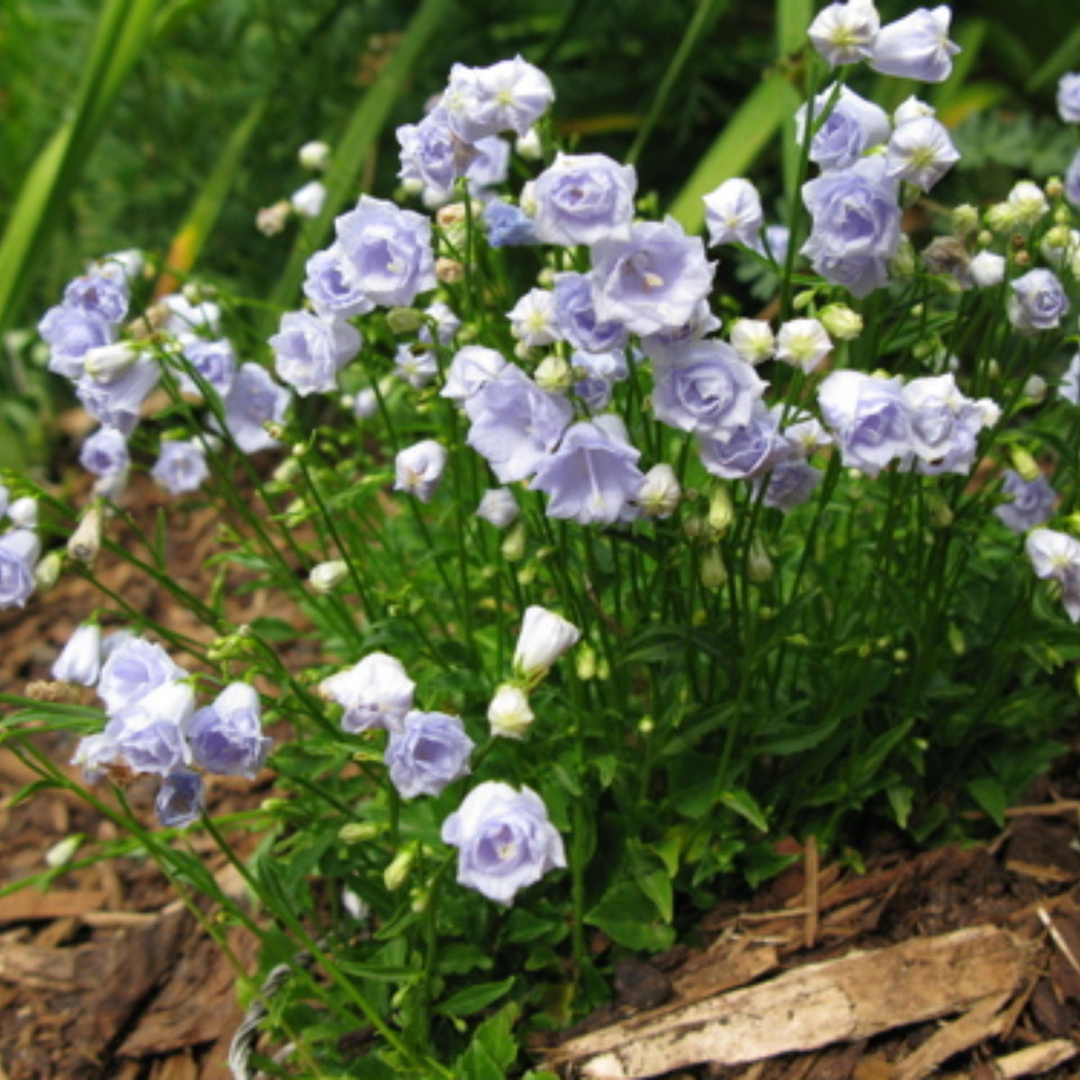 20s| Campanula persicifolia 'Alba - Bellflowers Seeds – Heirloom, Non-GMO, Easy to Grow Perennial, Perfect for Borders, Rock Gardens, Cottage Gardens, and Pollinator-Friendly Landscapes#8059