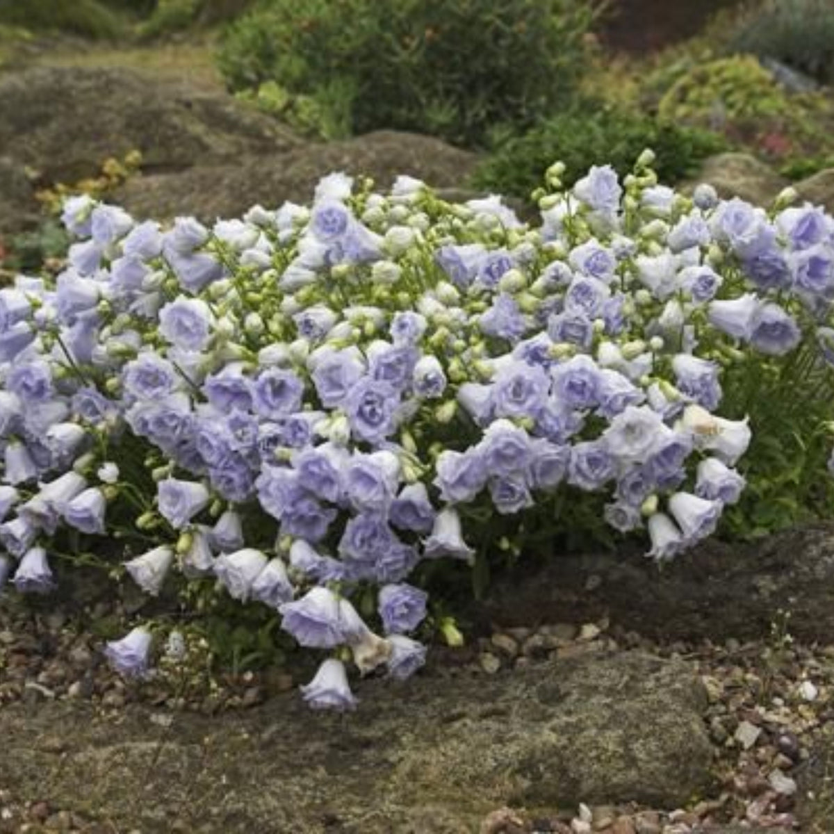 20s| Campanula persicifolia 'Alba - Bellflowers Seeds – Heirloom, Non-GMO, Easy to Grow Perennial, Perfect for Borders, Rock Gardens, Cottage Gardens, and Pollinator-Friendly Landscapes#8059