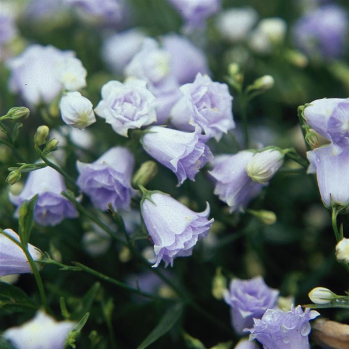 Campanula Persicifolia 'Alba Seeds - Bellflowers Seeds, 20 seeds