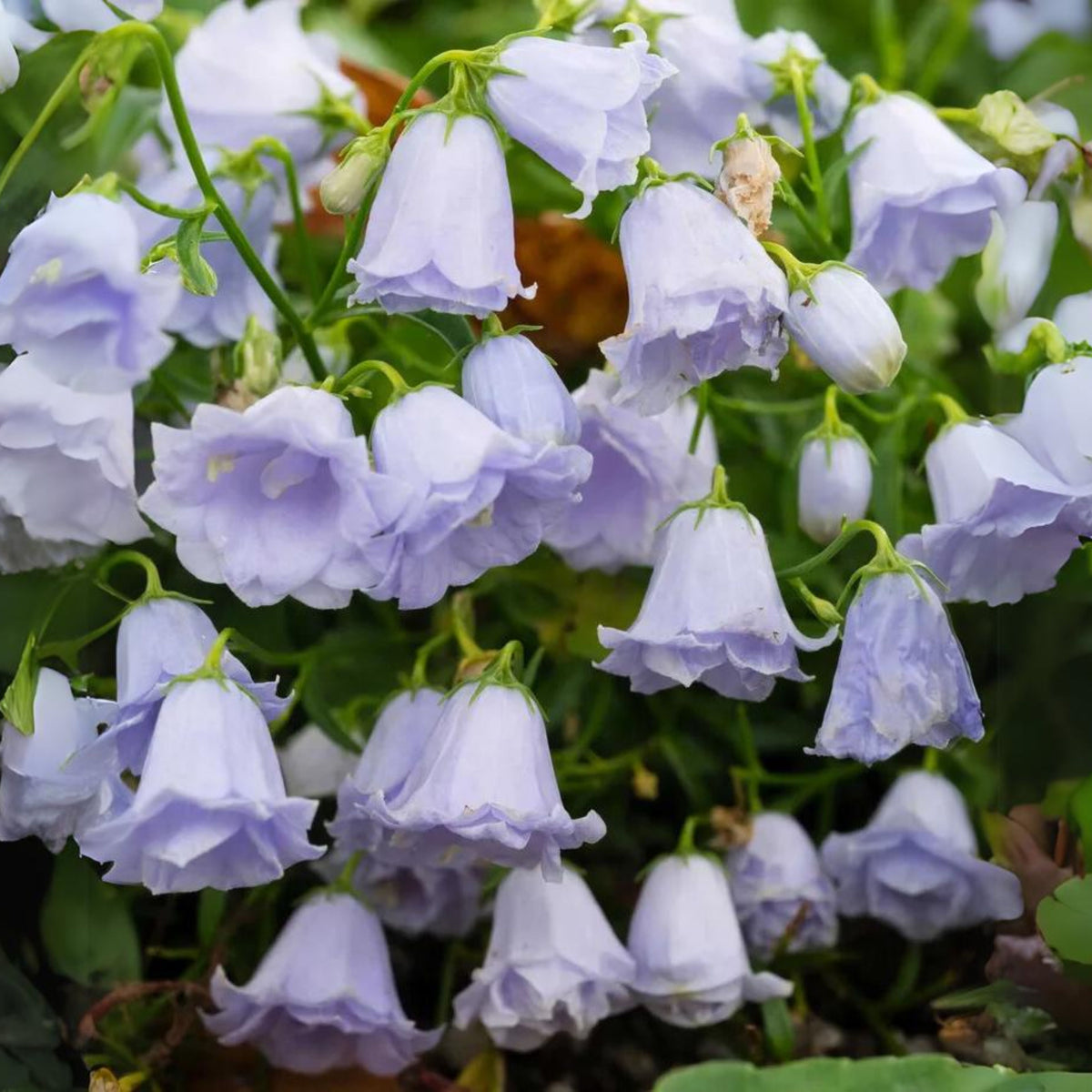 20s| Campanula persicifolia 'Alba - Bellflowers Seeds – Heirloom, Non-GMO, Easy to Grow Perennial, Perfect for Borders, Rock Gardens, Cottage Gardens, and Pollinator-Friendly Landscapes#8059