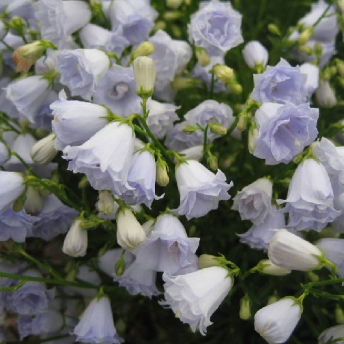 20s| Campanula persicifolia 'Alba - Bellflowers Seeds – Heirloom, Non-GMO, Easy to Grow Perennial, Perfect for Borders, Rock Gardens, Cottage Gardens, and Pollinator-Friendly Landscapes#8059
