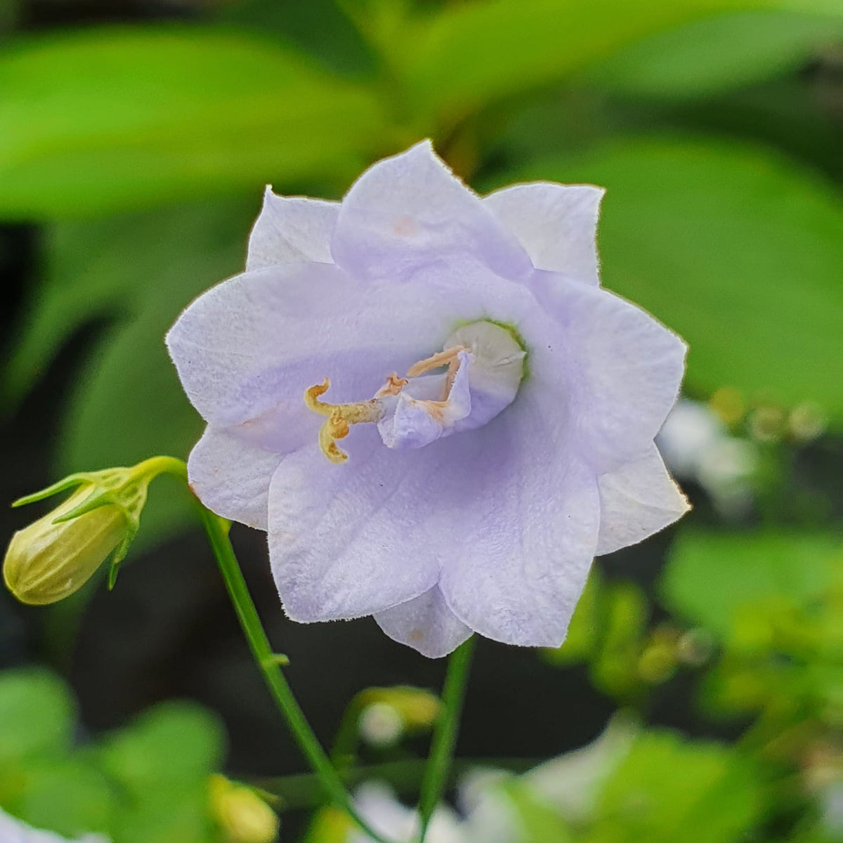 20s| Campanula persicifolia 'Alba - Bellflowers Seeds – Heirloom, Non-GMO, Easy to Grow Perennial, Perfect for Borders, Rock Gardens, Cottage Gardens, and Pollinator-Friendly Landscapes#8059