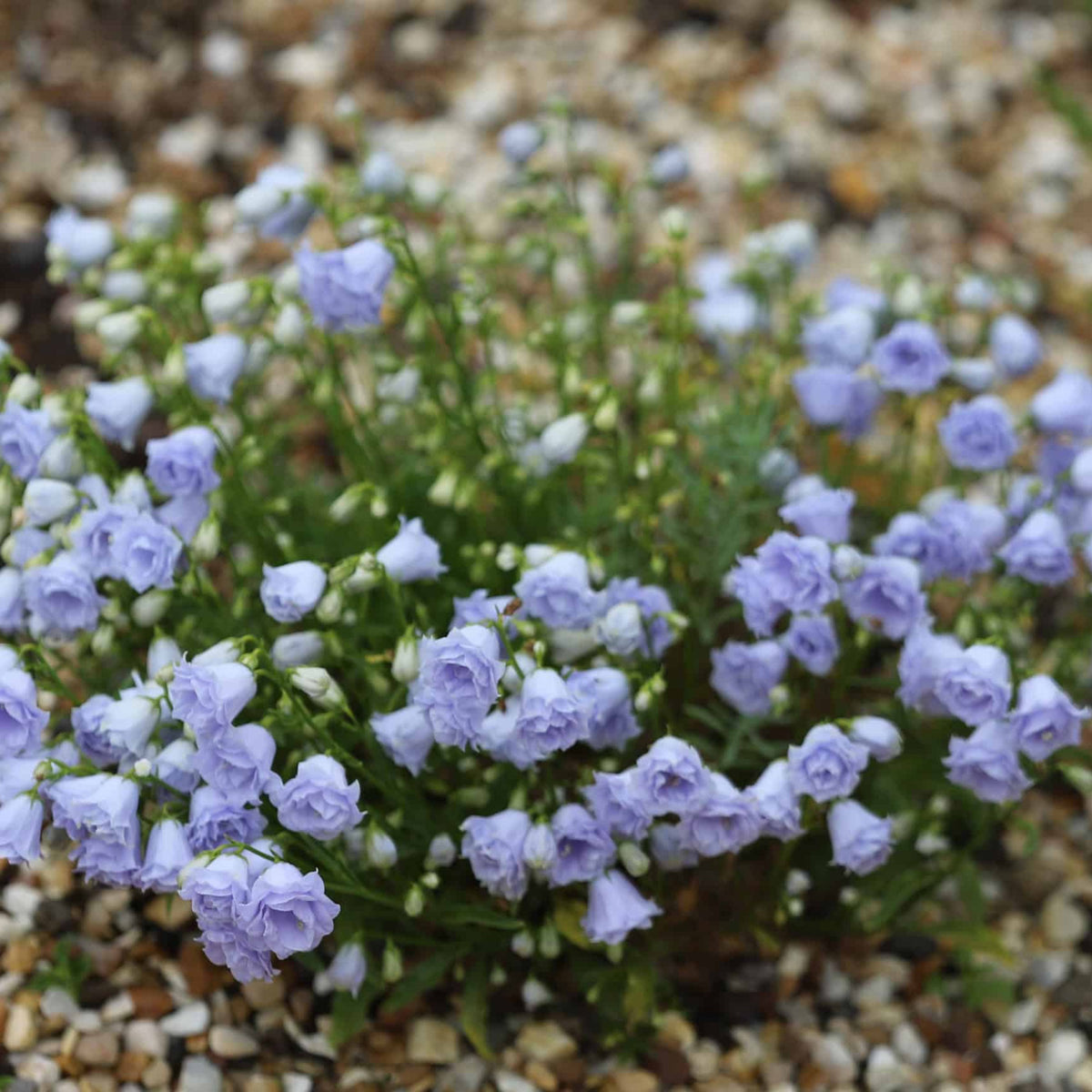 Campanula Persicifolia 'Alba Seeds - Bellflowers Seeds, 20 seeds