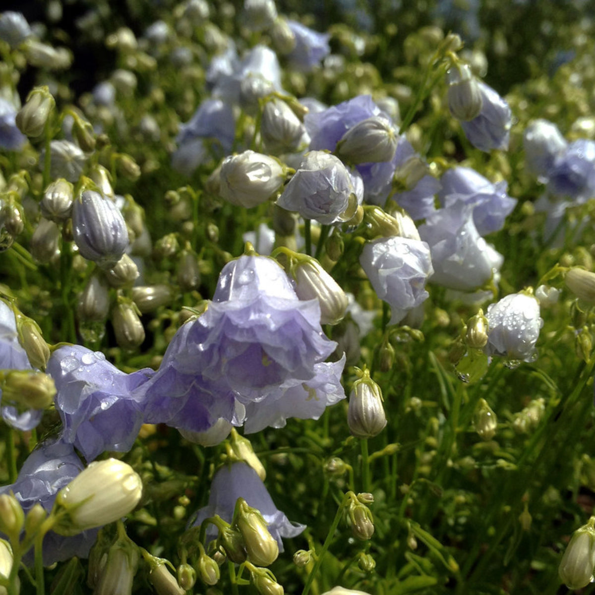 20s| Campanula persicifolia 'Alba - Bellflowers Seeds – Heirloom, Non-GMO, Easy to Grow Perennial, Perfect for Borders, Rock Gardens, Cottage Gardens, and Pollinator-Friendly Landscapes#8059