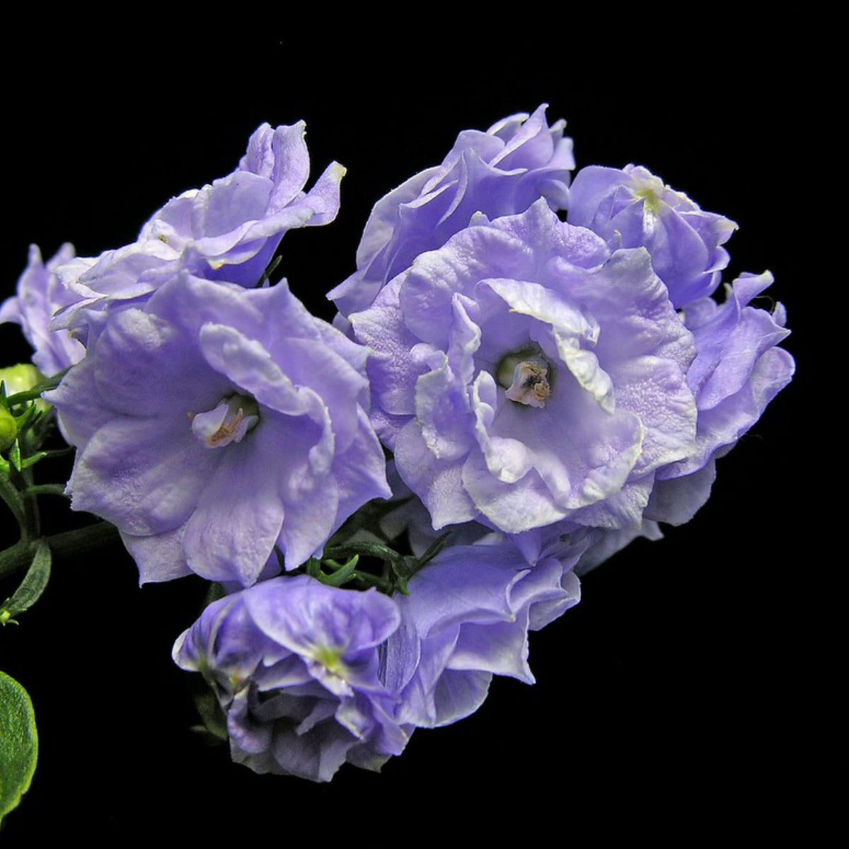 Campanula Persicifolia 'Alba Seeds - Bellflowers Seeds, 20 seeds