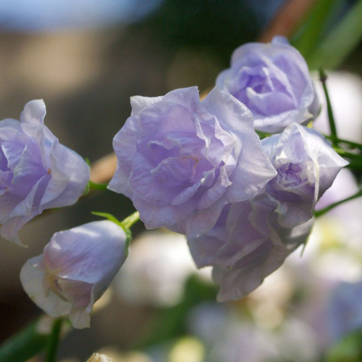 Campanula Persicifolia 'Alba Seeds - Bellflowers Seeds, 20 seeds