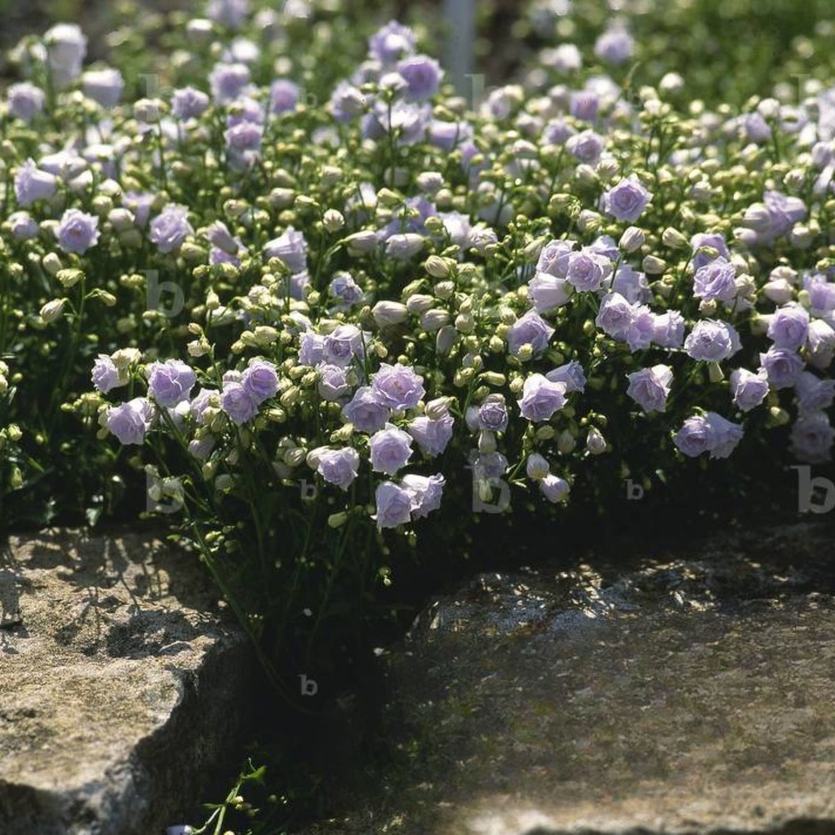 20s| Campanula persicifolia 'Alba - Bellflowers Seeds – Heirloom, Non-GMO, Easy to Grow Perennial, Perfect for Borders, Rock Gardens, Cottage Gardens, and Pollinator-Friendly Landscapes#8059