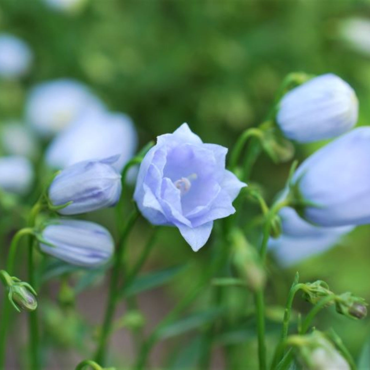 20s| Campanula persicifolia 'Alba - Bellflowers Seeds – Heirloom, Non-GMO, Easy to Grow Perennial, Perfect for Borders, Rock Gardens, Cottage Gardens, and Pollinator-Friendly Landscapes#8059