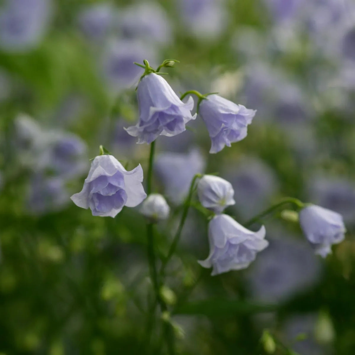20s| Campanula persicifolia 'Alba - Bellflowers Seeds – Heirloom, Non-GMO, Easy to Grow Perennial, Perfect for Borders, Rock Gardens, Cottage Gardens, and Pollinator-Friendly Landscapes#8059