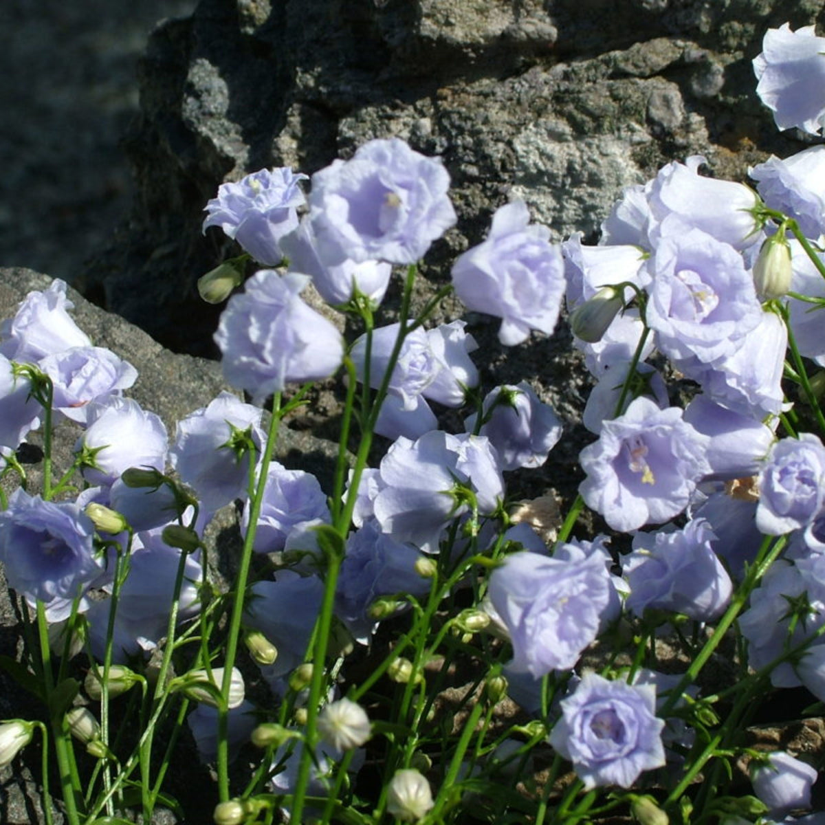 20s| Campanula persicifolia 'Alba - Bellflowers Seeds – Heirloom, Non-GMO, Easy to Grow Perennial, Perfect for Borders, Rock Gardens, Cottage Gardens, and Pollinator-Friendly Landscapes#8059