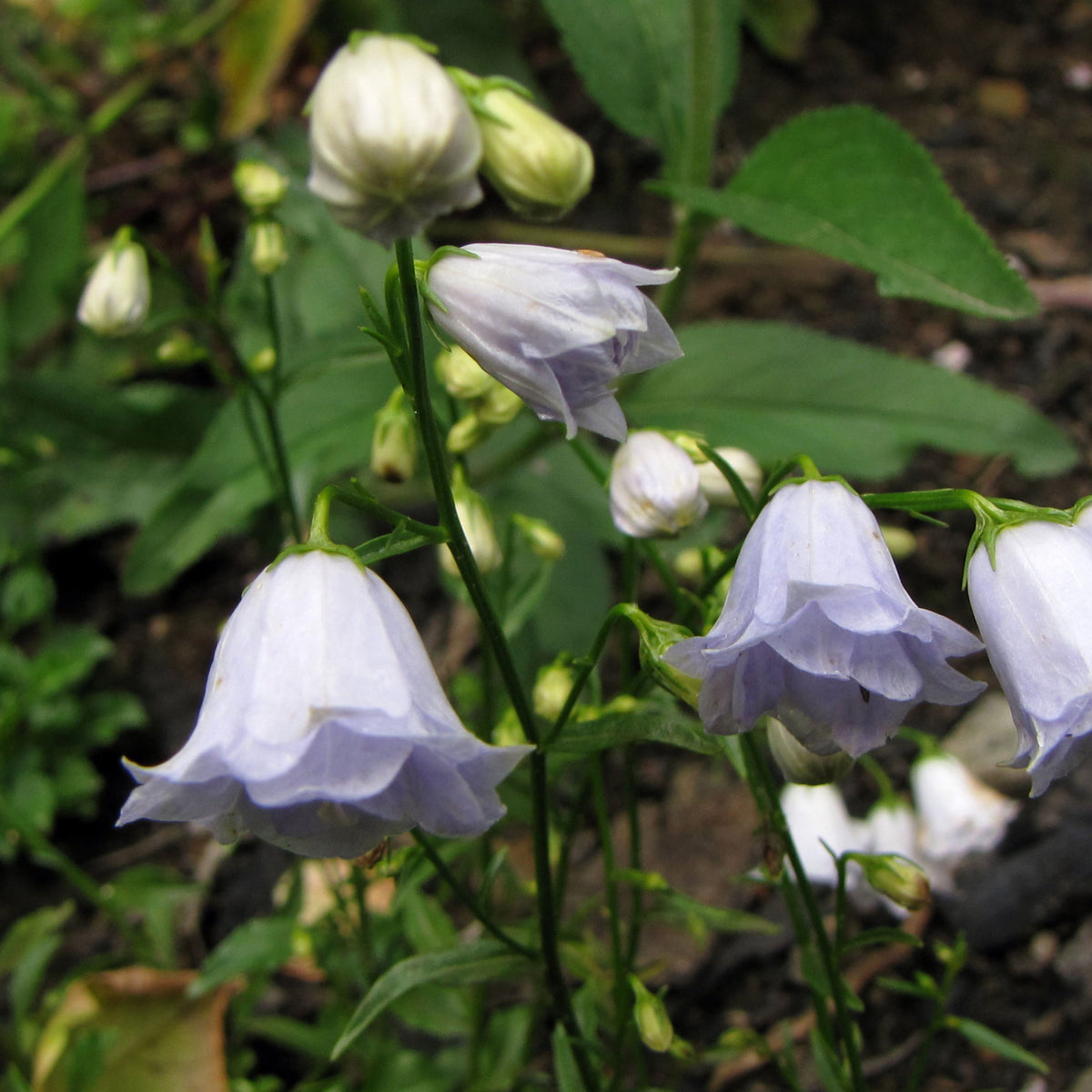 20s| Campanula persicifolia 'Alba - Bellflowers Seeds – Heirloom, Non-GMO, Easy to Grow Perennial, Perfect for Borders, Rock Gardens, Cottage Gardens, and Pollinator-Friendly Landscapes#8059