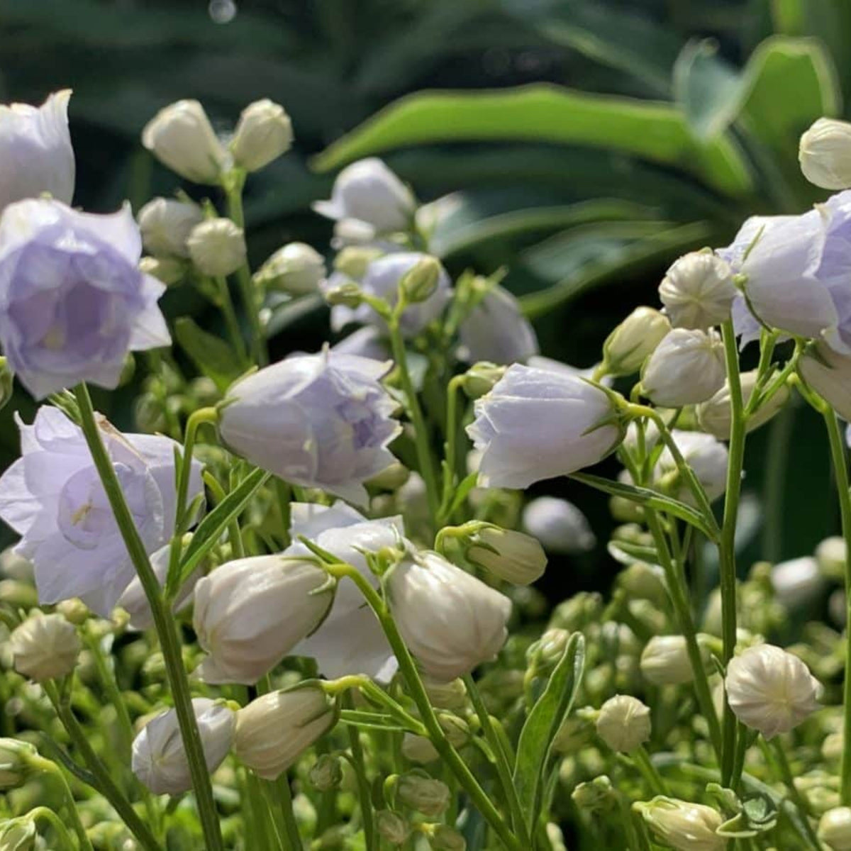 20s| Campanula persicifolia 'Alba - Bellflowers Seeds – Heirloom, Non-GMO, Easy to Grow Perennial, Perfect for Borders, Rock Gardens, Cottage Gardens, and Pollinator-Friendly Landscapes#8059