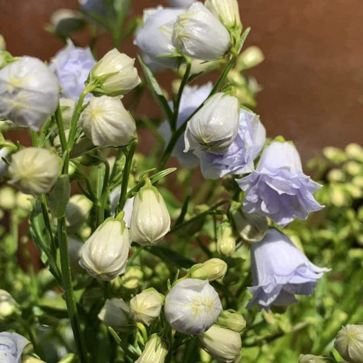 20s| Campanula persicifolia 'Alba - Bellflowers Seeds – Heirloom, Non-GMO, Easy to Grow Perennial, Perfect for Borders, Rock Gardens, Cottage Gardens, and Pollinator-Friendly Landscapes#8059