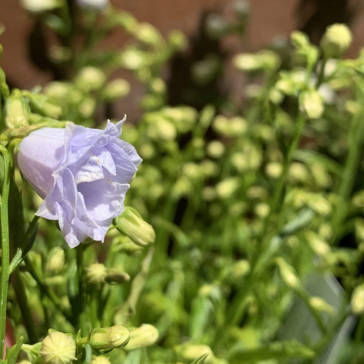 Campanula Persicifolia 'Alba Seeds - Bellflowers Seeds, 20 seeds