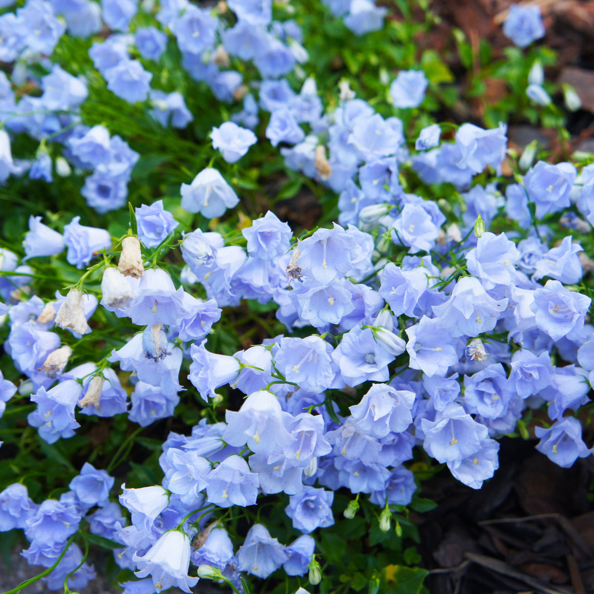 20s| Campanula persicifolia 'Alba - Bellflowers Seeds – Heirloom, Non-GMO, Easy to Grow Perennial, Perfect for Borders, Rock Gardens, Cottage Gardens, and Pollinator-Friendly Landscapes#8059