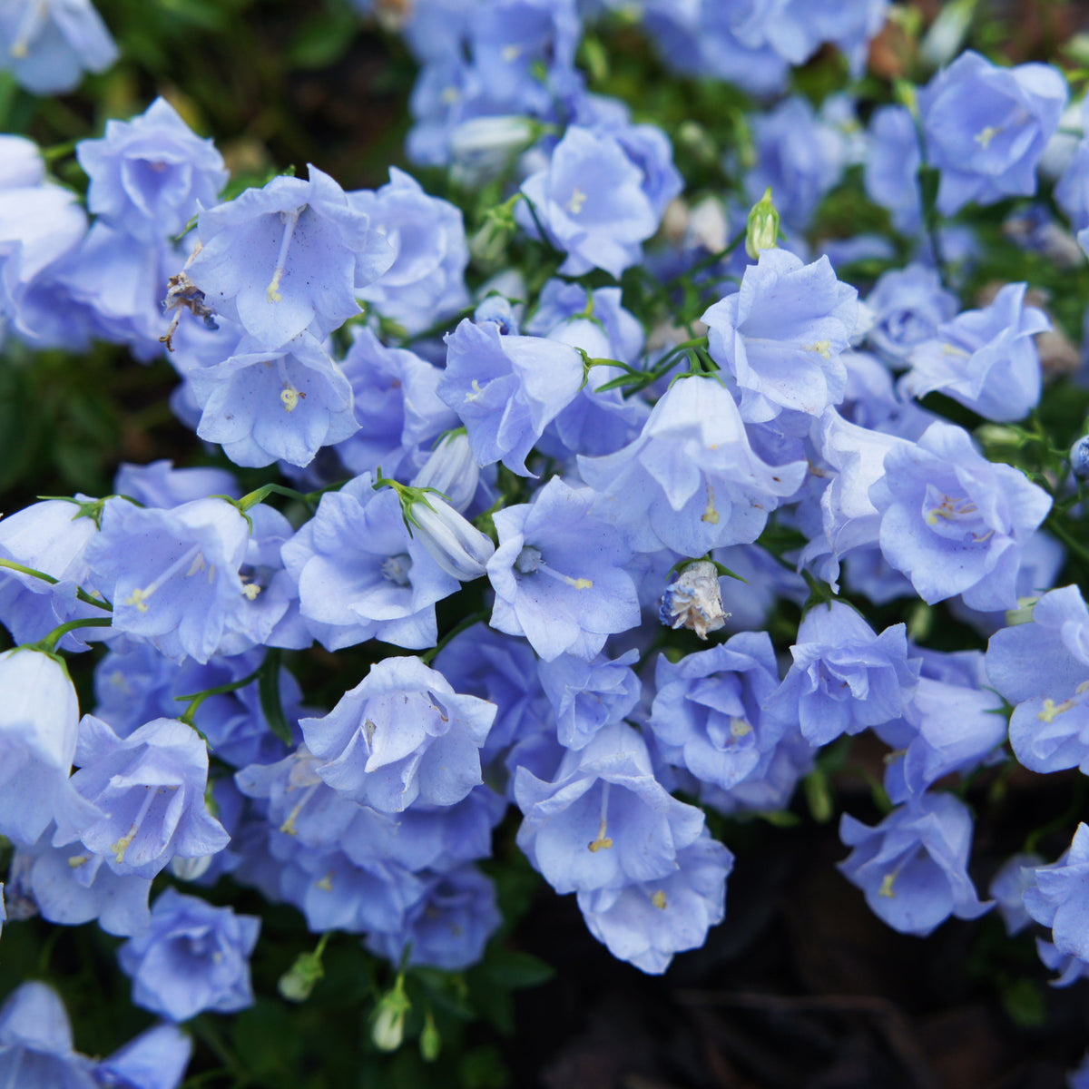 20s| Campanula persicifolia 'Alba - Bellflowers Seeds – Heirloom, Non-GMO, Easy to Grow Perennial, Perfect for Borders, Rock Gardens, Cottage Gardens, and Pollinator-Friendly Landscapes#8059