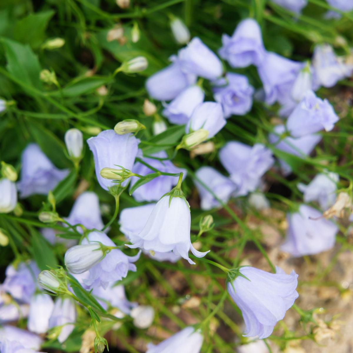 20s| Campanula persicifolia 'Alba - Bellflowers Seeds – Heirloom, Non-GMO, Easy to Grow Perennial, Perfect for Borders, Rock Gardens, Cottage Gardens, and Pollinator-Friendly Landscapes#8059