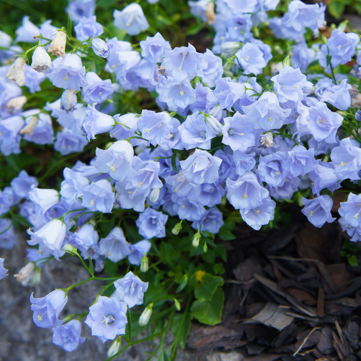 20s| Campanula persicifolia 'Alba - Bellflowers Seeds – Heirloom, Non-GMO, Easy to Grow Perennial, Perfect for Borders, Rock Gardens, Cottage Gardens, and Pollinator-Friendly Landscapes#8059