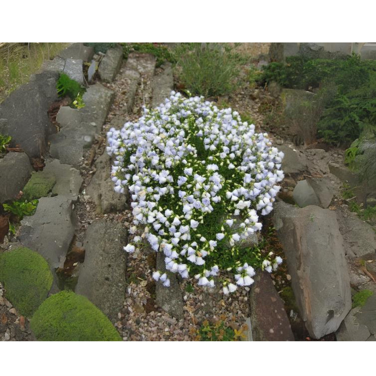 20s| Campanula persicifolia 'Alba - Bellflowers Seeds – Heirloom, Non-GMO, Easy to Grow Perennial, Perfect for Borders, Rock Gardens, Cottage Gardens, and Pollinator-Friendly Landscapes#8059