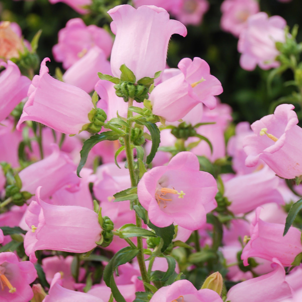 20s| Campanula Medium Champion Pink Seeds- Canterbury Bells – Heirloom, Non-GMO, Easy to Grow Perennial, Perfect for Borders, Rock Gardens, Cottage Gardens, and Pollinator-Friendly Landscapes#8060a