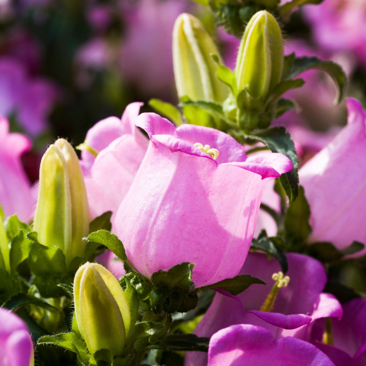 Campanula Medium Champion Pink Seeds - Canterbury Bells, 20 seeds