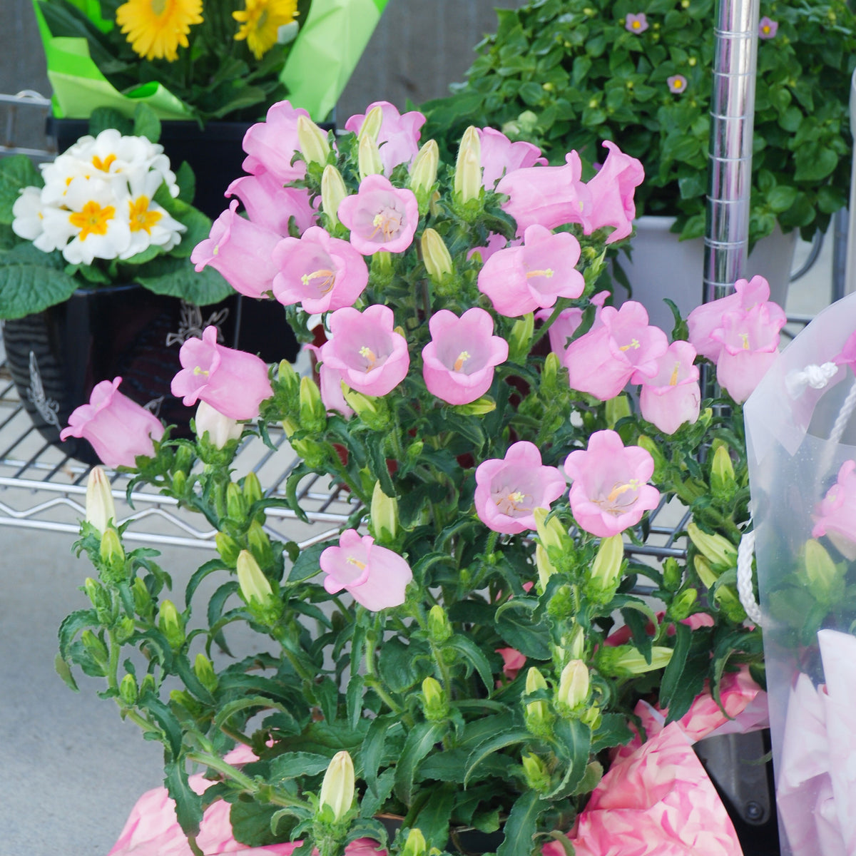 Campanula Medium Champion Pink Seeds - Canterbury Bells, 20 seeds