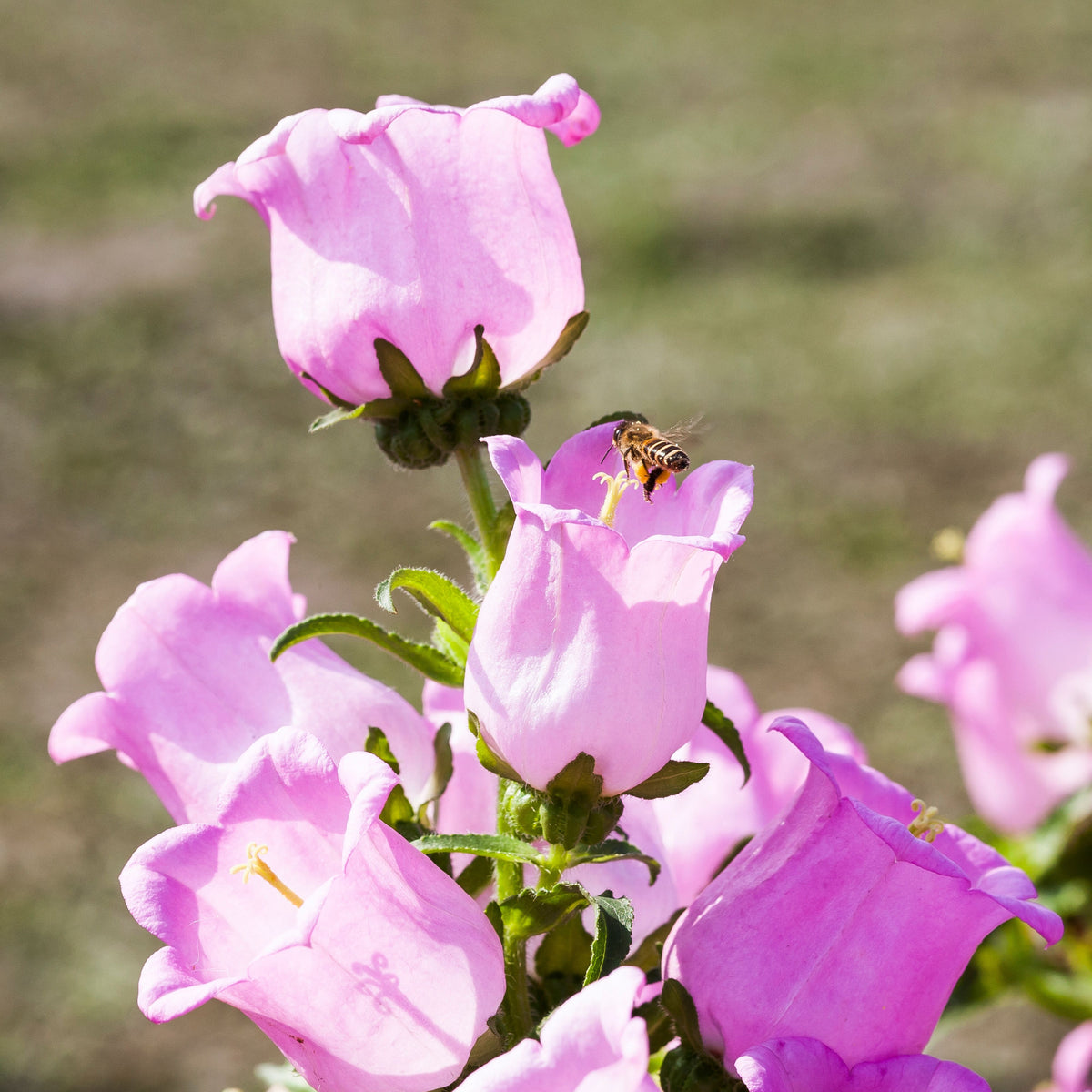 20s| Campanula Medium Champion Pink Seeds- Canterbury Bells – Heirloom, Non-GMO, Easy to Grow Perennial, Perfect for Borders, Rock Gardens, Cottage Gardens, and Pollinator-Friendly Landscapes#8060a