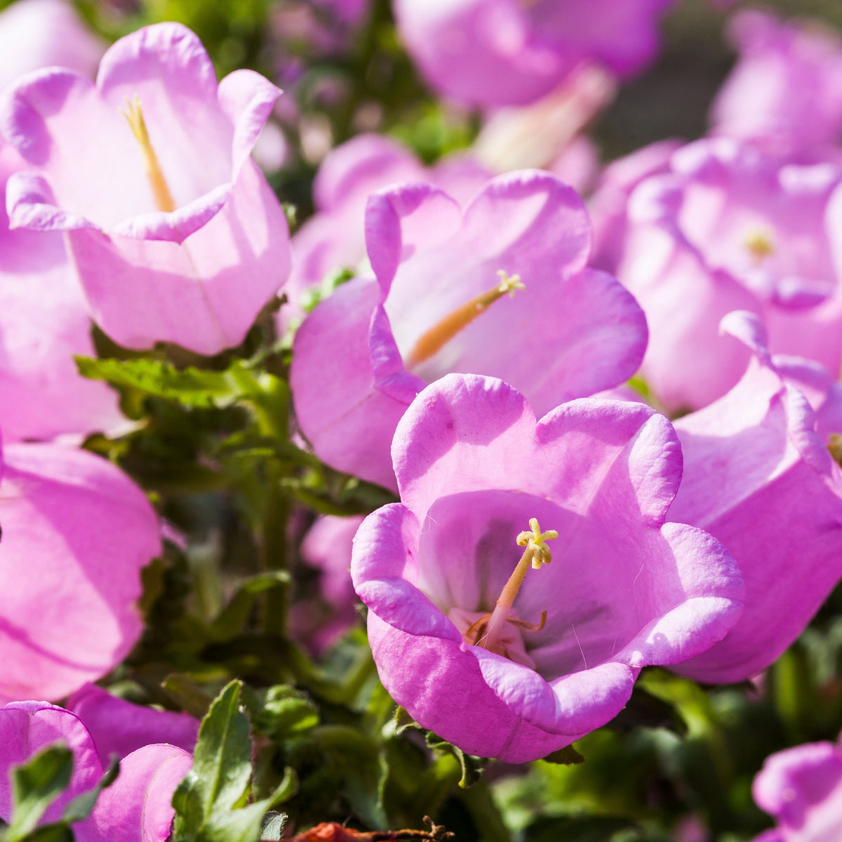 Campanula Medium Champion Pink Seeds - Canterbury Bells, 20 seeds