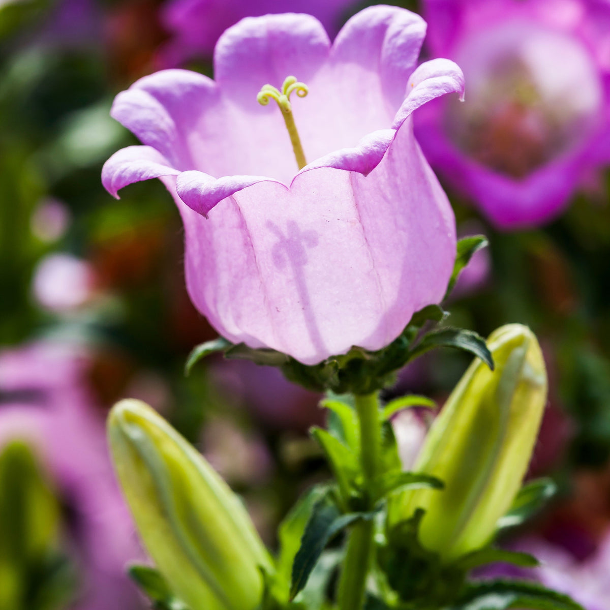 20s| Campanula Medium Champion Pink Seeds- Canterbury Bells – Heirloom, Non-GMO, Easy to Grow Perennial, Perfect for Borders, Rock Gardens, Cottage Gardens, and Pollinator-Friendly Landscapes#8060a