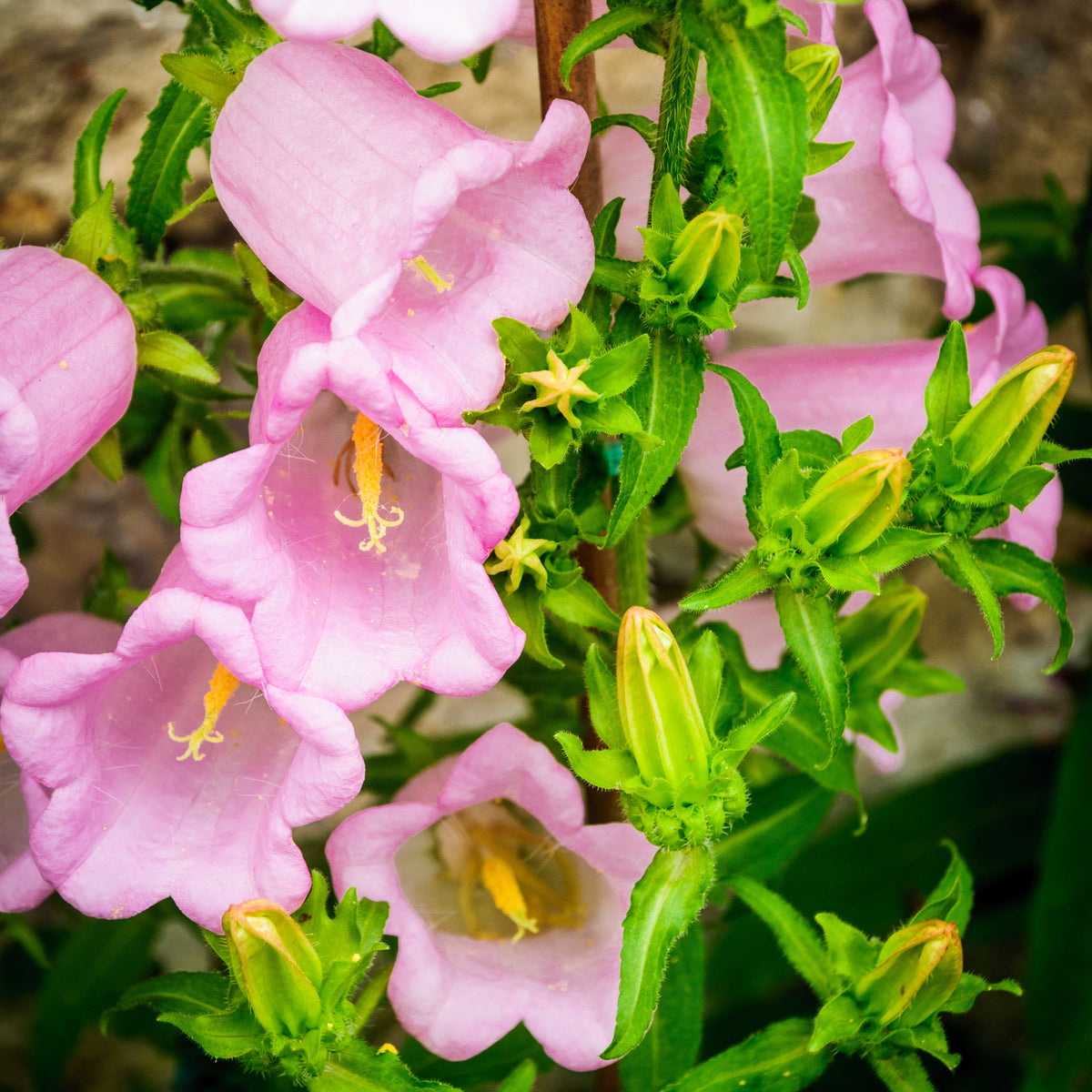 20s| Campanula Medium Champion Pink Seeds- Canterbury Bells – Heirloom, Non-GMO, Easy to Grow Perennial, Perfect for Borders, Rock Gardens, Cottage Gardens, and Pollinator-Friendly Landscapes#8060a